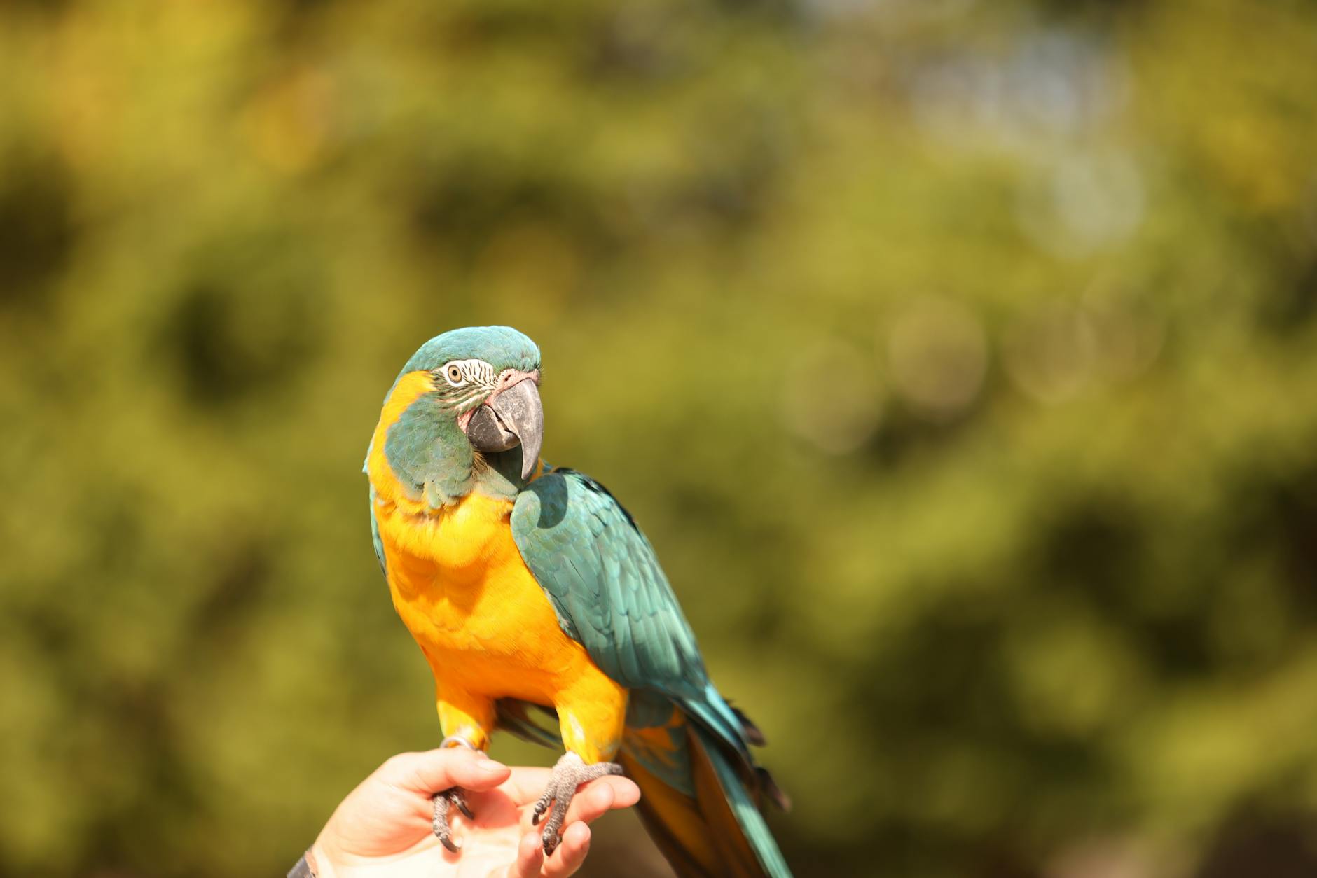 Vermiste vogel herenigd met medewerker Avifauna: ‘Hé, vriendje van mij’