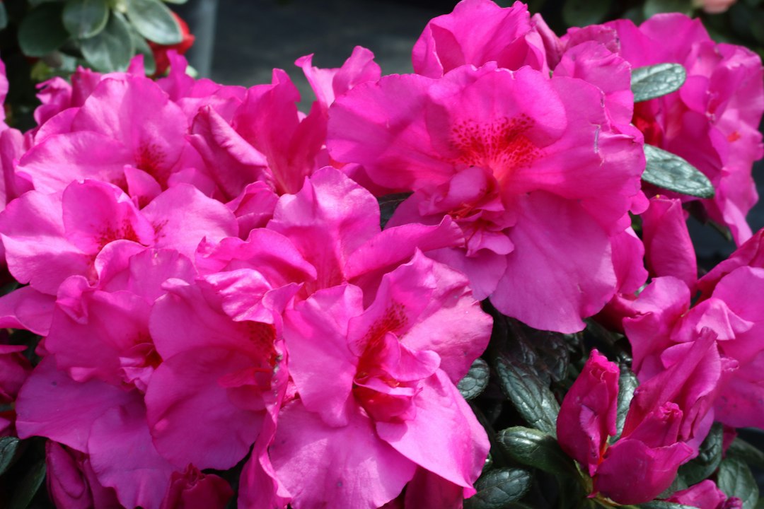 Handelaars Wilde Zee schenken 500 azalea’s aan klanten voor Kom op tegen Kanker