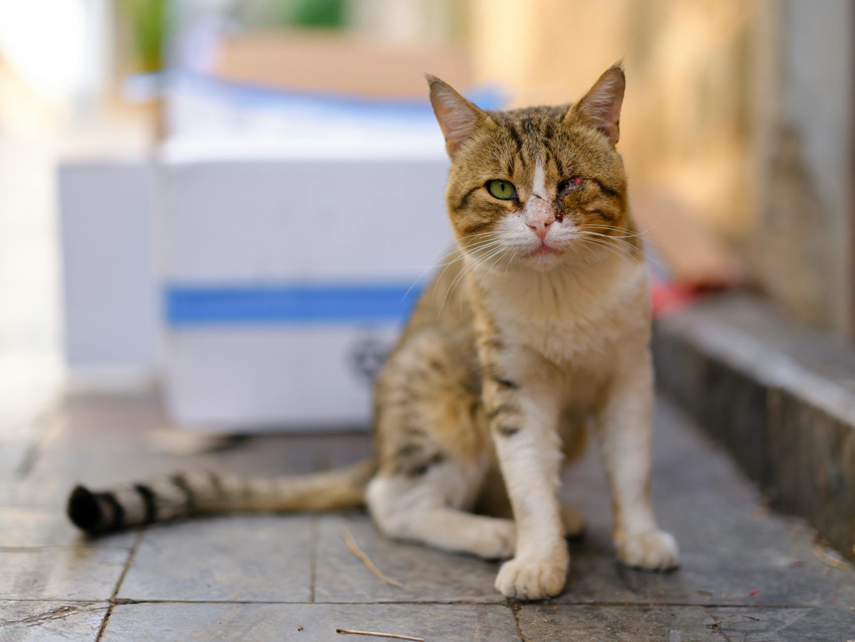 Man (26) opgepakt voor beschieten katten in Eindhoven