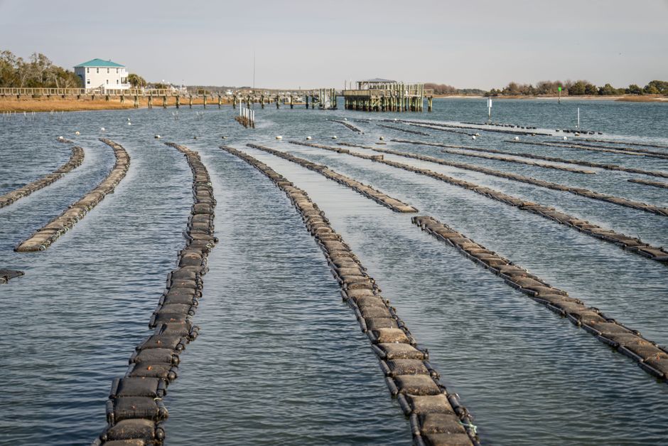 Jonge oesters uitgeplaatst op kabelkruisingen in de Noordzee