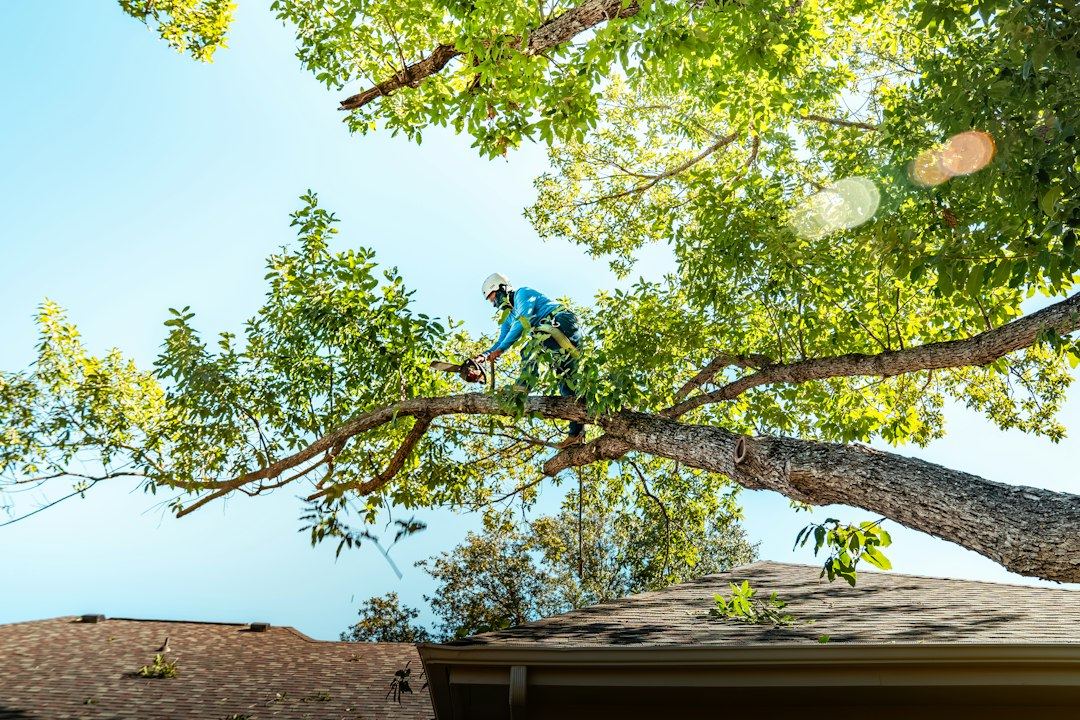 Rapport: herstelkosten bomen ’t Hof Saenden bedragen bijna € 10.000