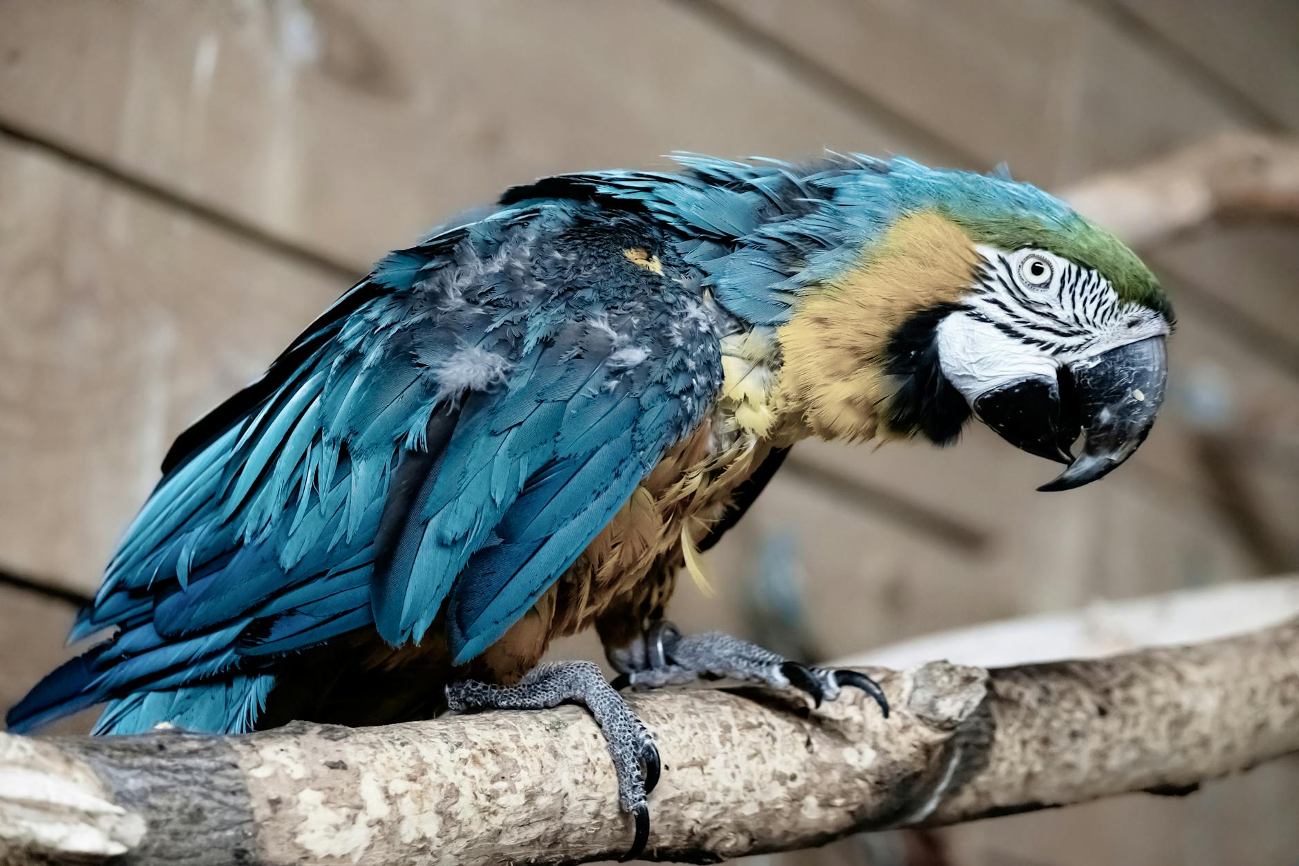 Vermiste vogel herenigd met medewerker dierentuin: 'Hé, vriendje van mij'