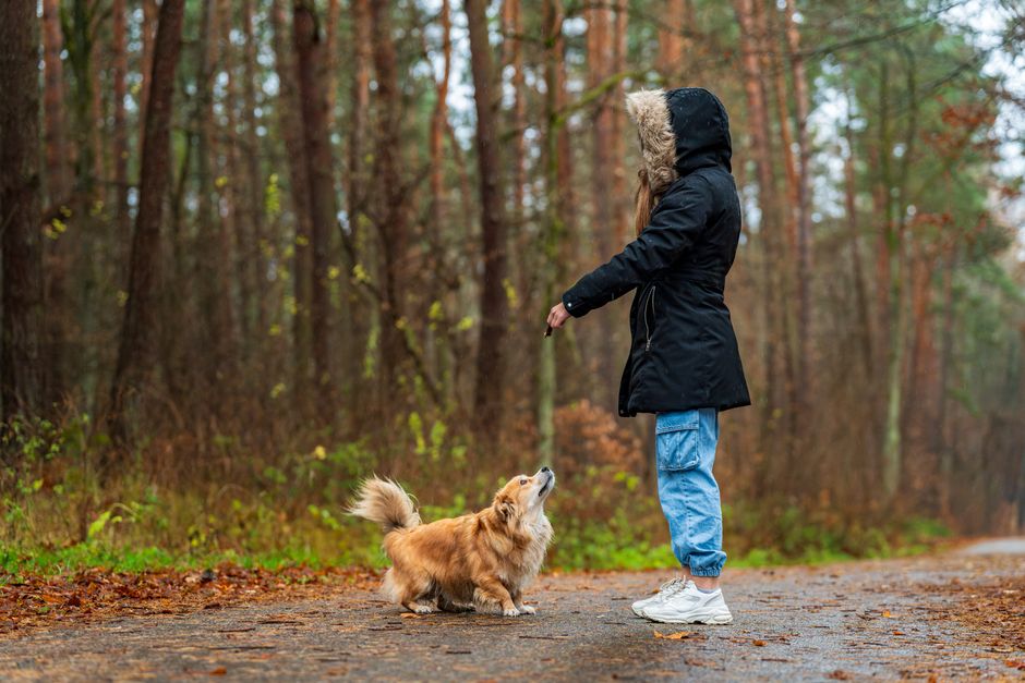 Honden en baasjes trekken samen door Kralingse Bos tijdens Kwispelwandeling