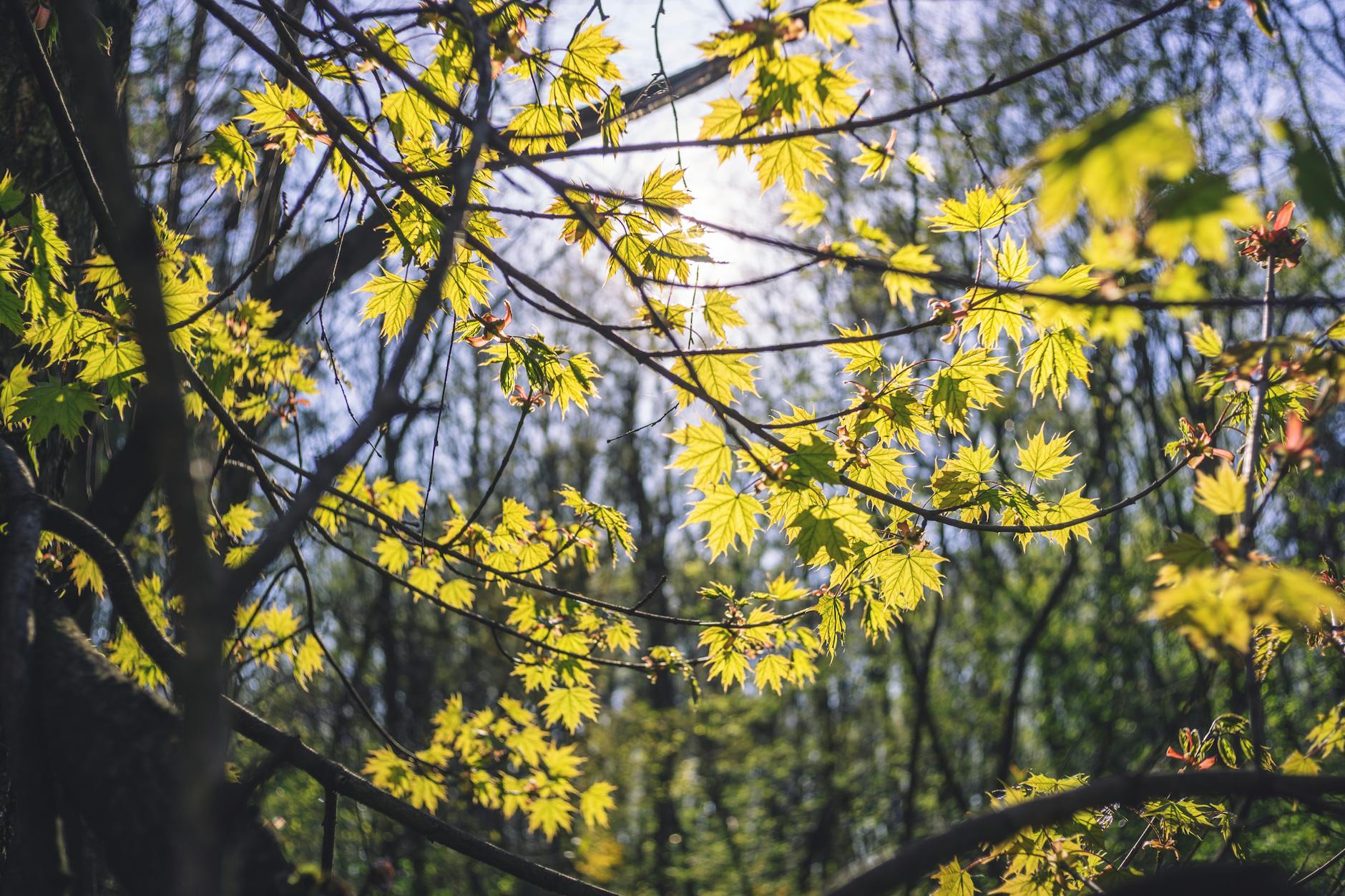 Fotoserie: Lente in het Reeuwijkse Hout vastgelegd door Dagmar Hamoen
