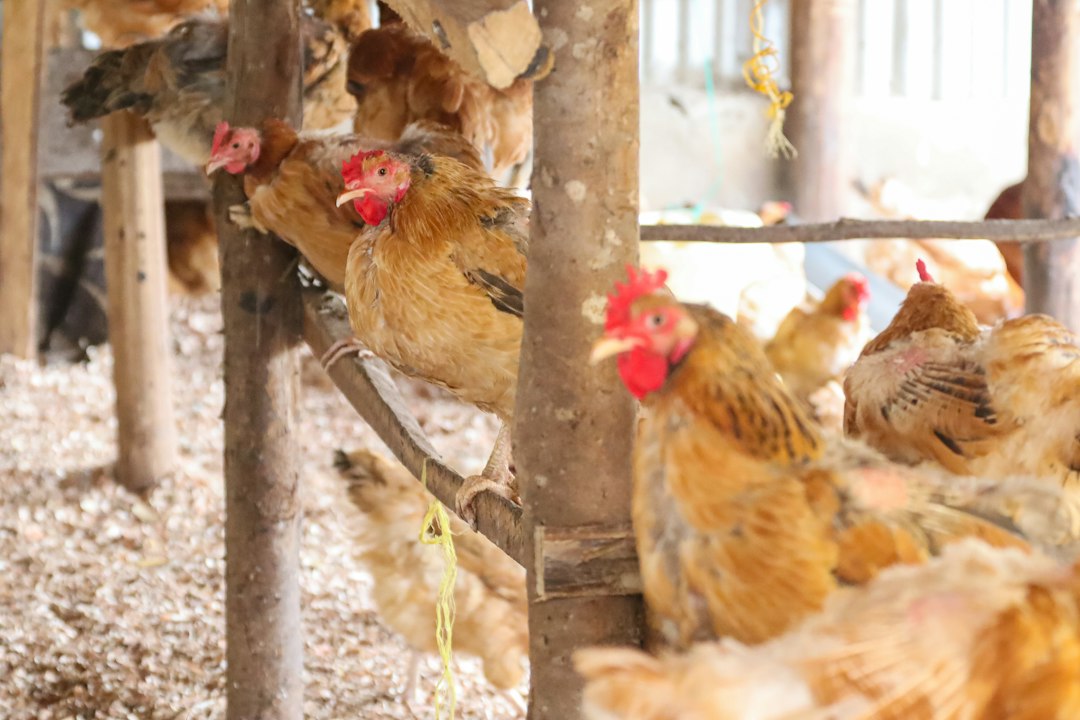 Le refuge Veeweyde d’Anderlecht ouvre un nouvel espace de 2.000 m² pour les poules, canards et oies