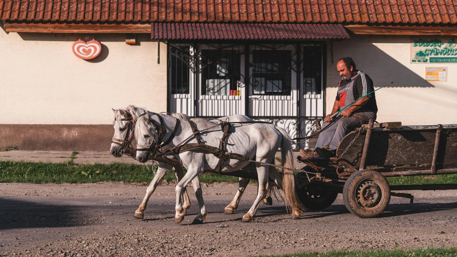 Loslopende paarden zorgen voor kortstondige onrust in Wilsele