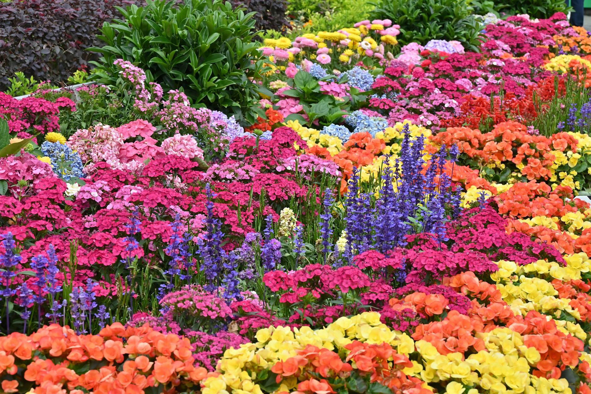 VegaBoerderij viert 5-jarig jubileum met opening bloementuin in Bodegraven