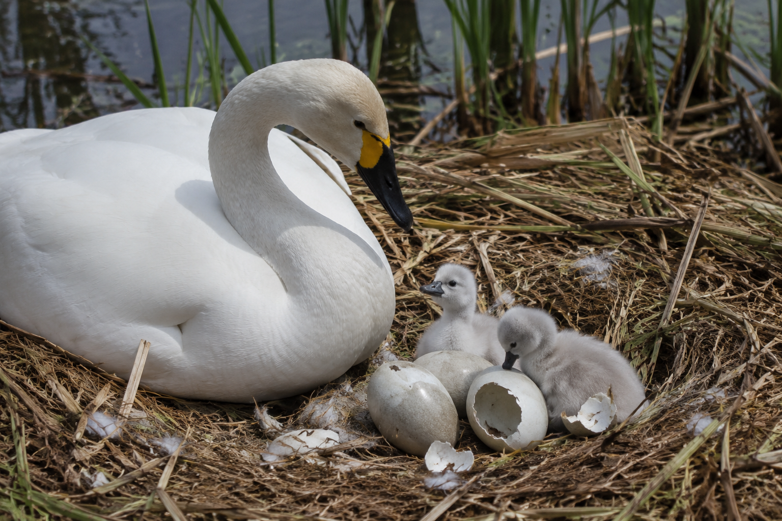 Kleine zwaantjes kruipen uit het ei in Zuidwijk
