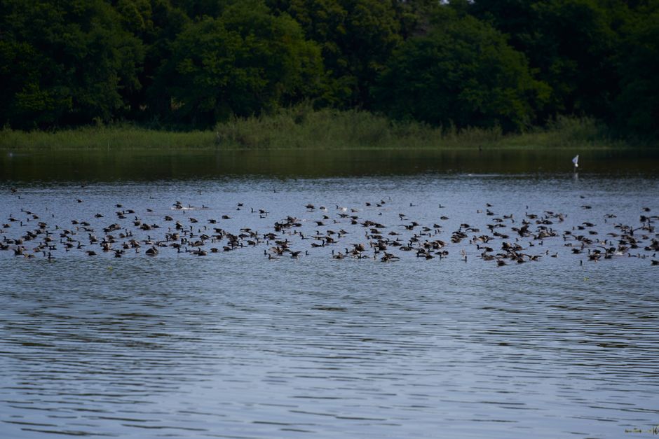 Vele tientallen dode en zieke watervogels in vijvers Valkenburg, oorzaak nog onduidelijk