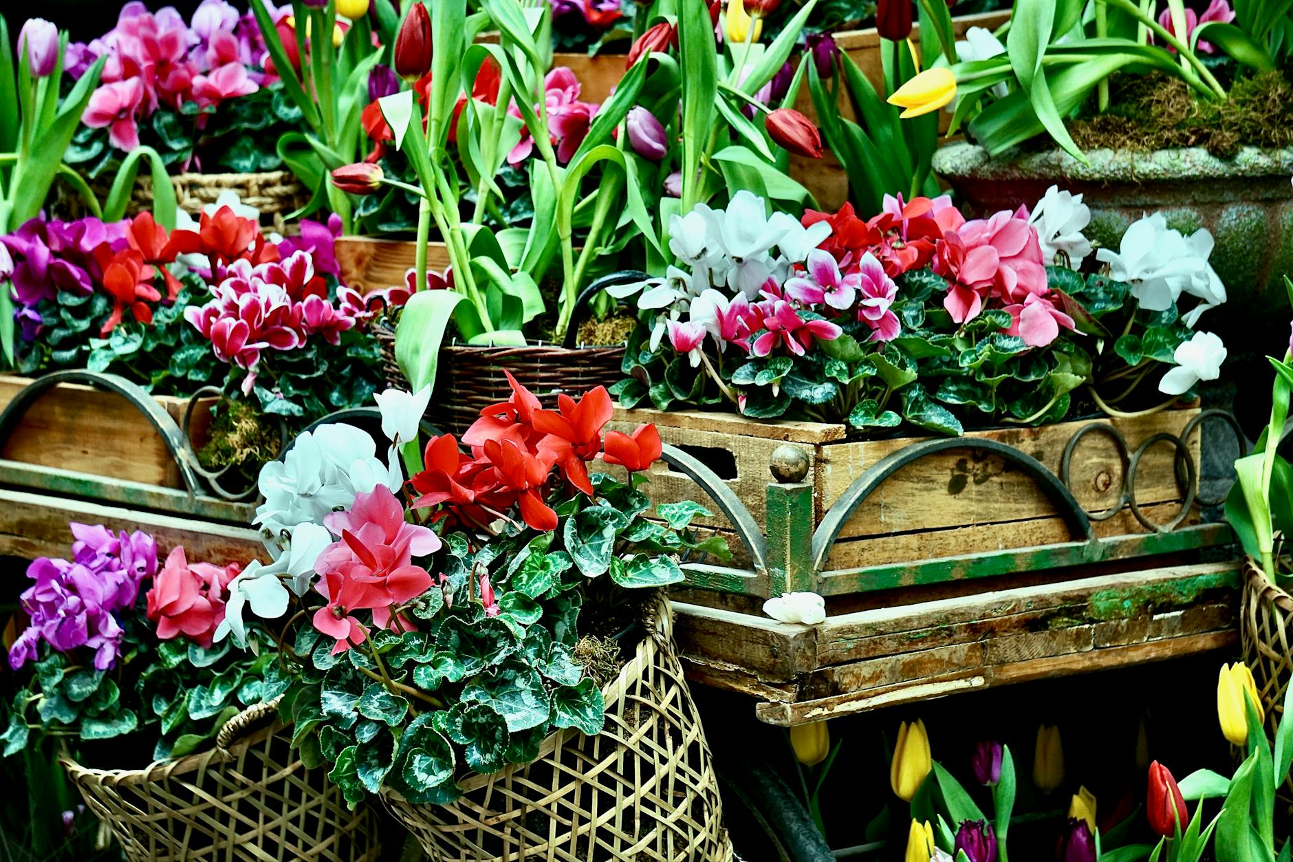 Verleende evenementenvergunning voor Plantenmarkt op 09 mei 2026 aan Dorpsstraat 65, 2731 AL Benthuizen gmb-2026-224096