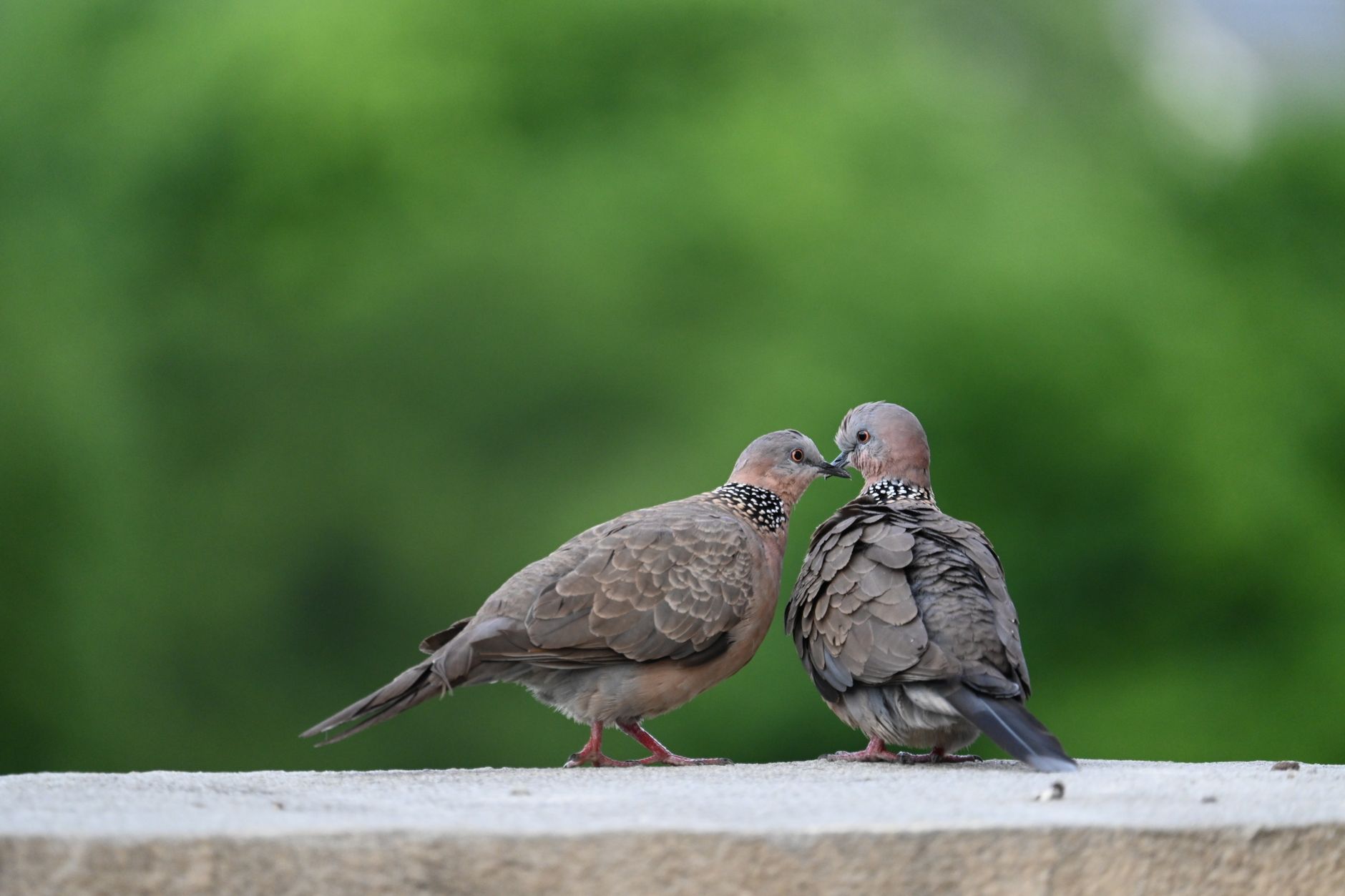 Ook vogels masturberen, en dat is volgens onderzoek helemaal niet raar