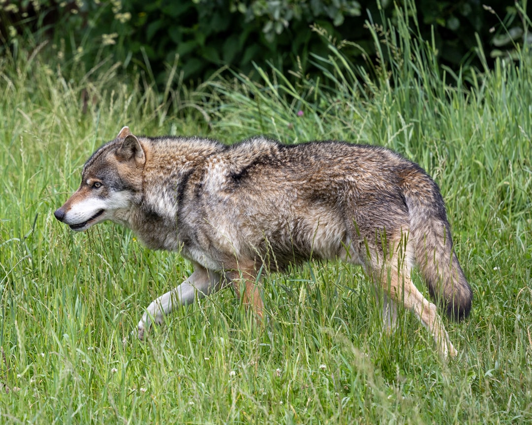Wolf gesignaleerd langs de Lange Meent in Everdingen: ‘Het is een echte’