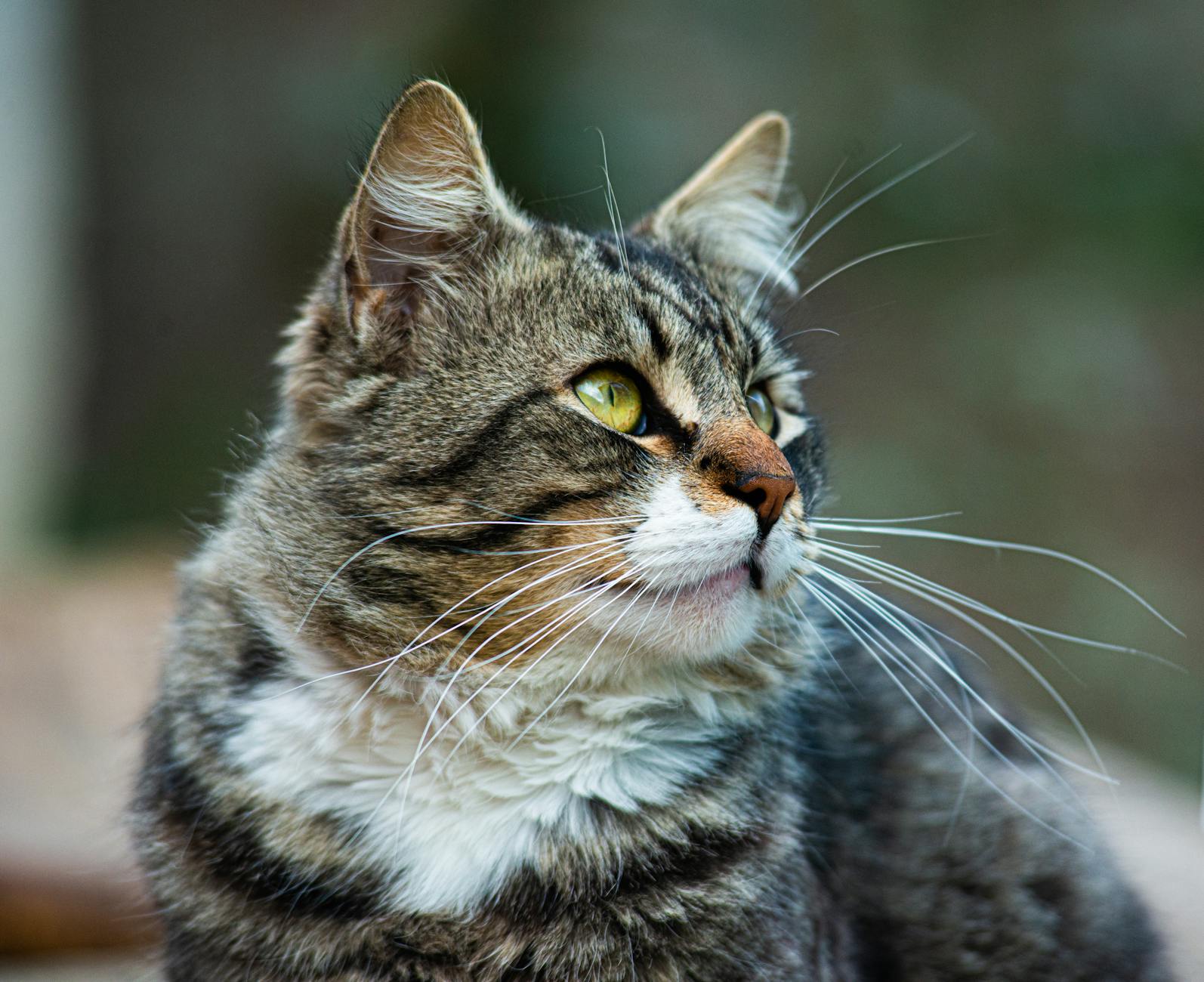 Zachtaardige Queenie (3) laat haar schattige miauwtjes graag bij jou thuis horen