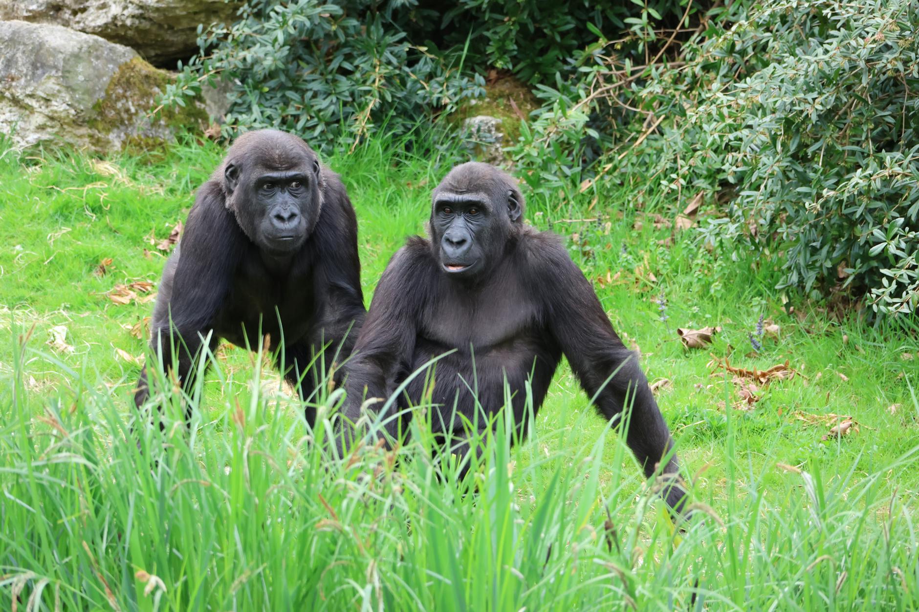 Blijdorp krijgt nieuwe gorillagroep na vertrek van Bokito’s familie