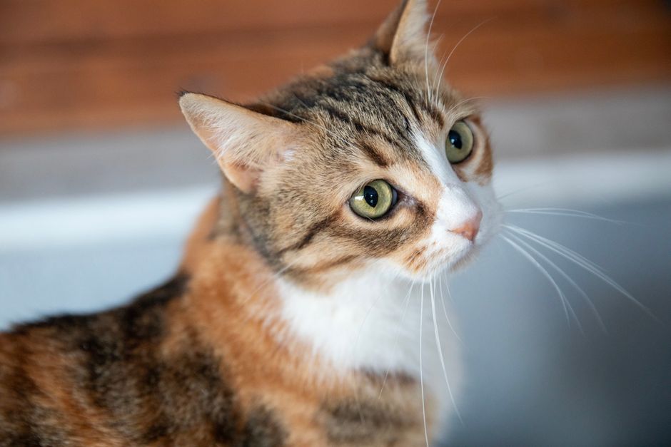 Leukste kat van Mechelen gezocht op Internationale Kattendag - Antwerps Persbureau