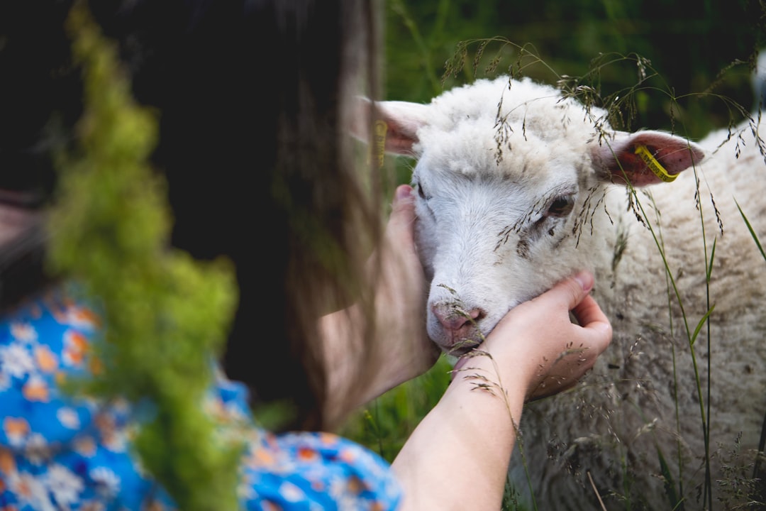 De Kijk van Kurt: “Schapen als therapie”