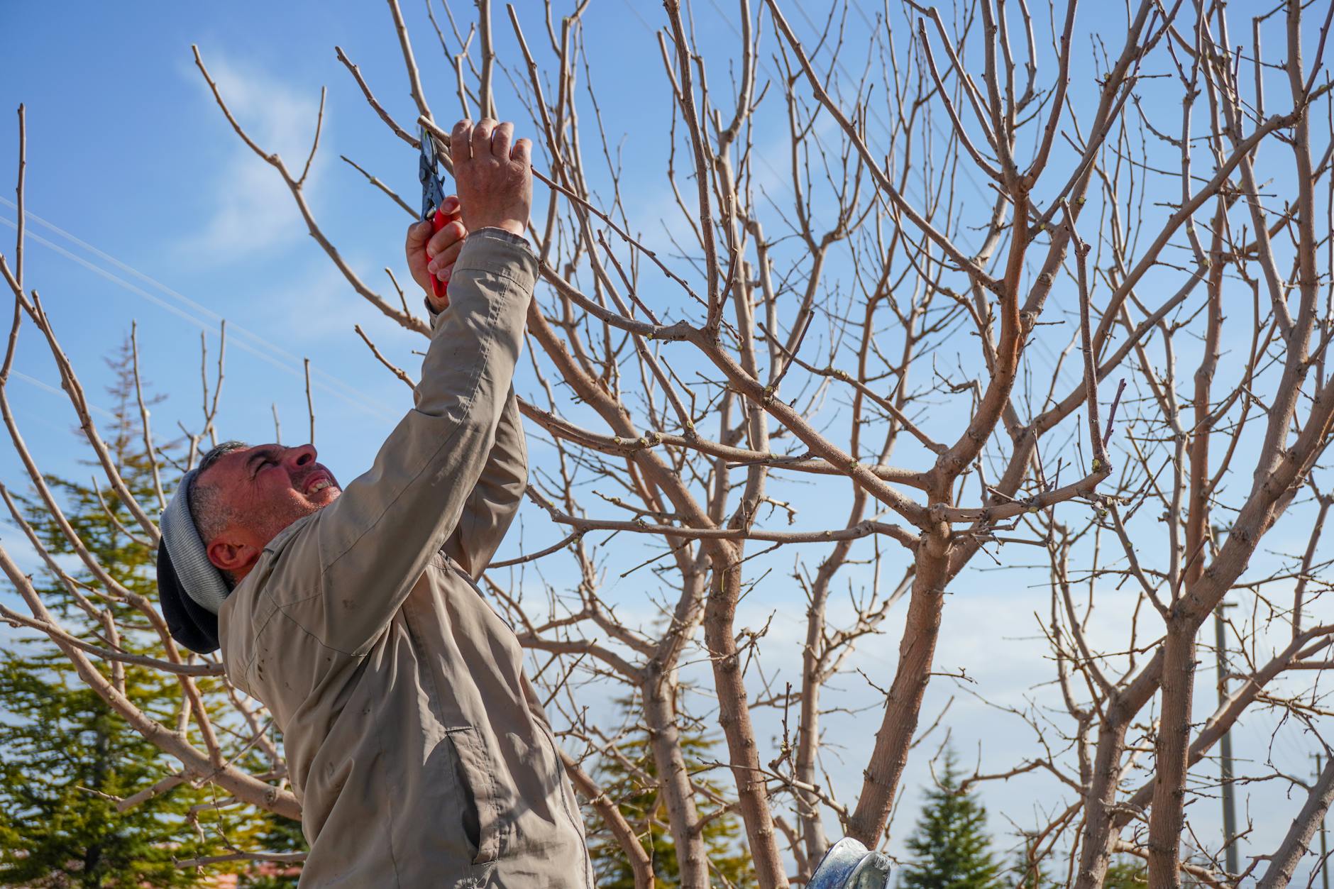 Rectificatie publicatie: besluit omgevingsvergunning voor het kandelaberen van 2 bomen Velddreef-Weidedreef Zoetermeer gmb-2026-219109