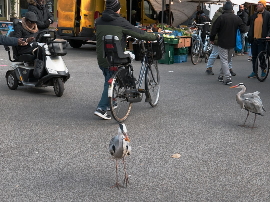 Hoe de schuwe reiger veranderde in een brutale Amsterdammer: ‘In andere steden zijn ze een stuk minder sociaal’