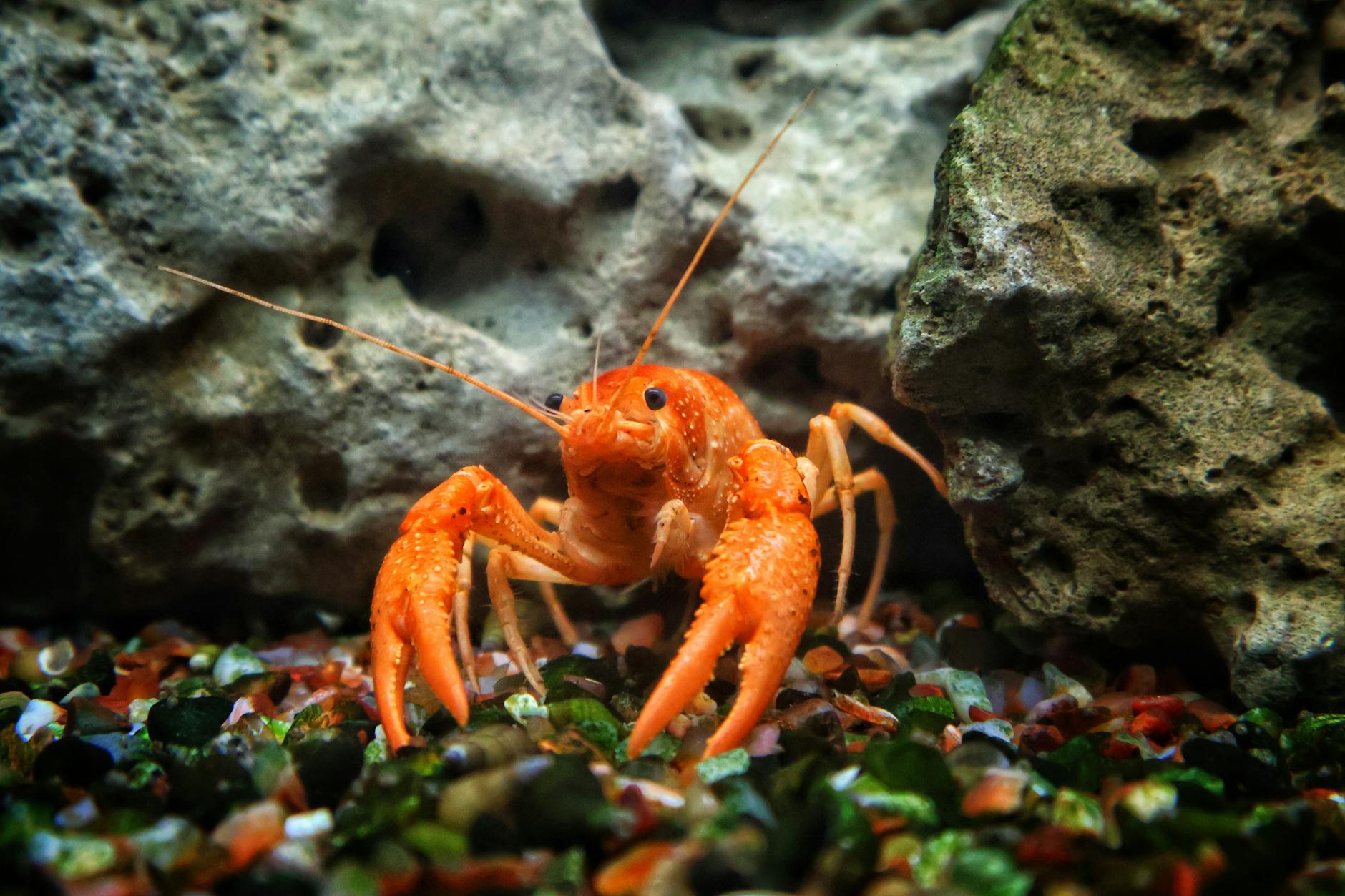 Delfland start aanpak rivierkreeften om waternatuur te beschermen 