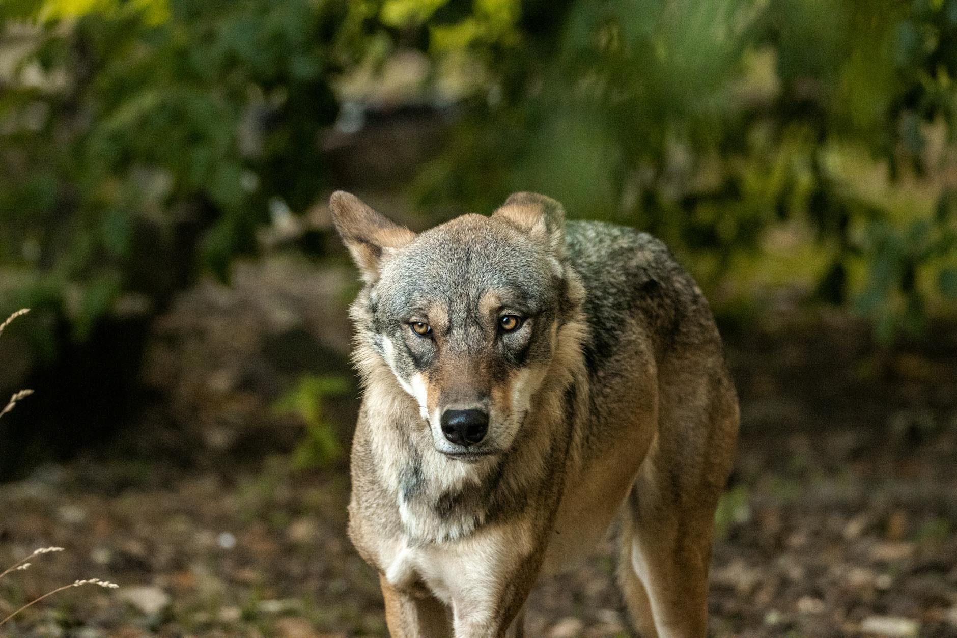 Wolf toch niet waargenomen in Barendrecht, locatie melder blijkt huisadres