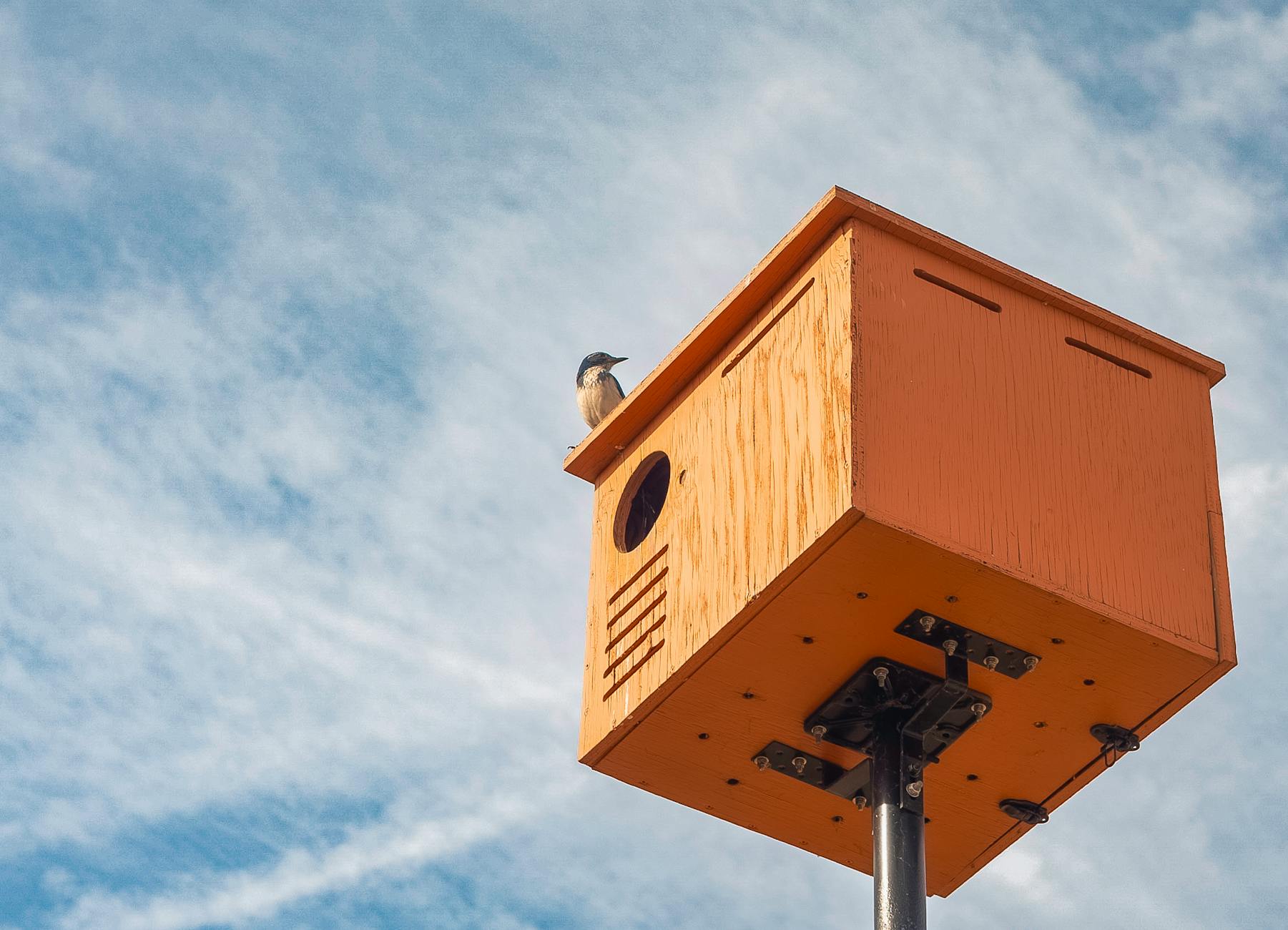 Stad Leuven roept inwoners op om nestkasten te hangen: “De gierzwaluw is een koesterbuur in onze stad” - HLN