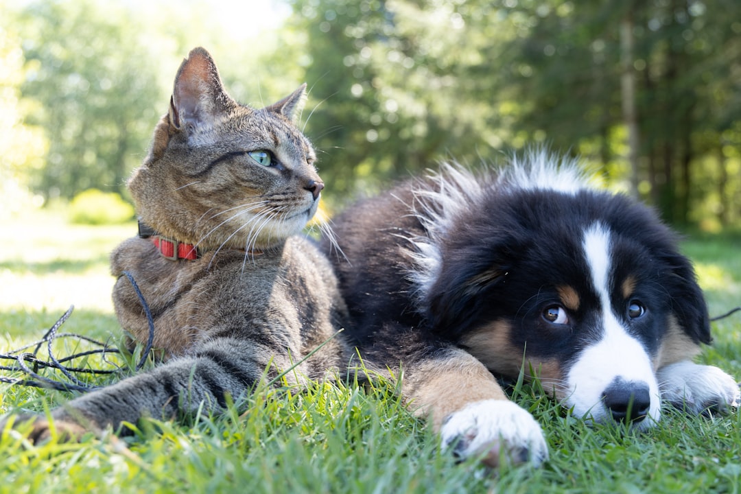 Heb jij Sammy of Yuki gezien? Deze twee huisdieren worden in Horst aan de Maas vermist - AD.nl