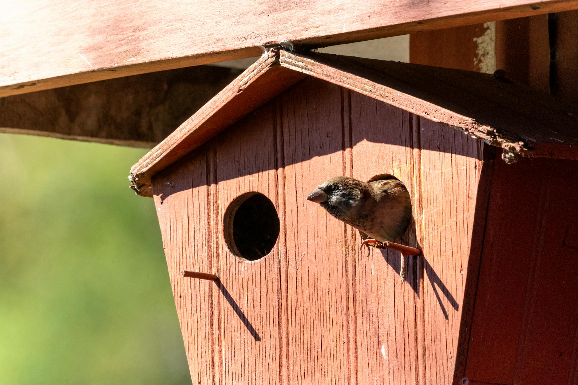 Mechelen wil huismus helpen met speciale nestkasten: nog 15 mussenloften te verdelen - HLN