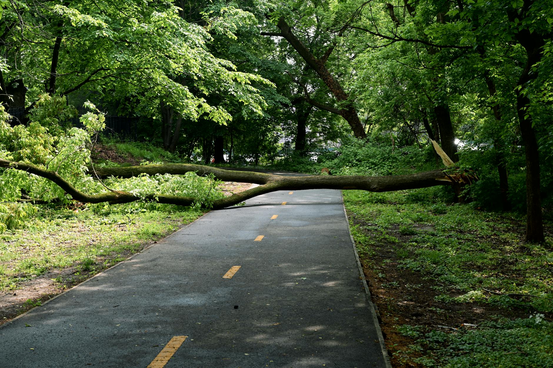Noodweer velt eeuwenoude olm in Leuvense Kruidtuin: stad plant herdenkingsmoment - VRT