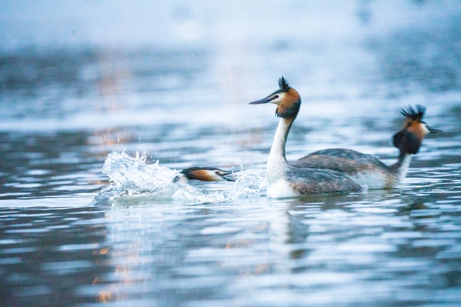 Vier futengezinnen voeden vlakbij elkaar hun kleintjes op