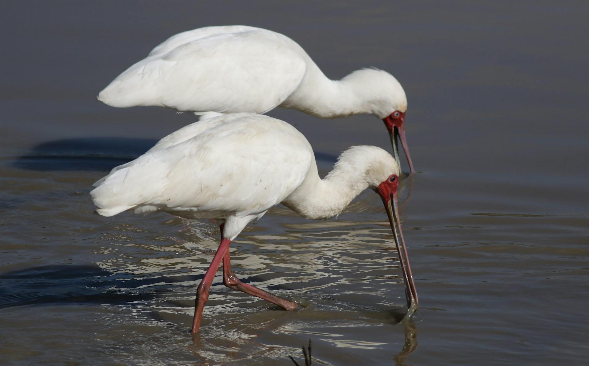 Lepelaars zoeken een hapje op het Eiland van Brienenoord
