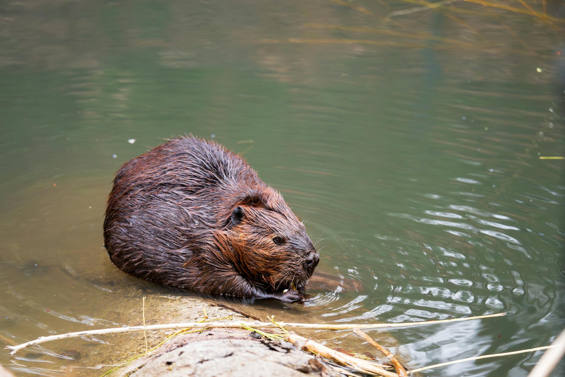 Dode bever ontdekt aan de Visserij in Gent - P-magazine