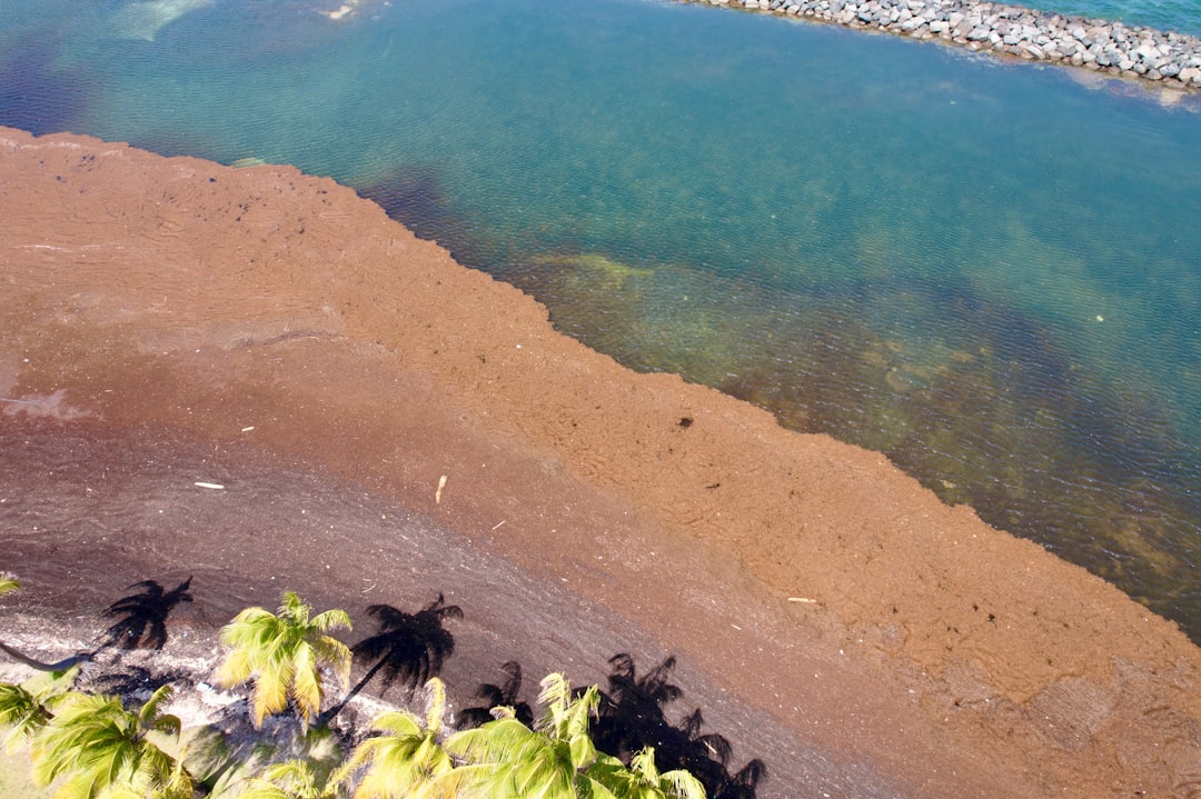 Video | Enorme hoeveelheid stinkende algen bedekt stranden in VS