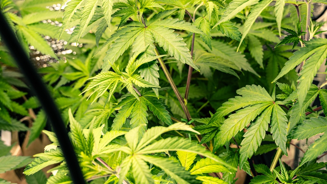 Van Marlboro naar marihuana: tabaksreus stapt in legale Nederlandse wiet