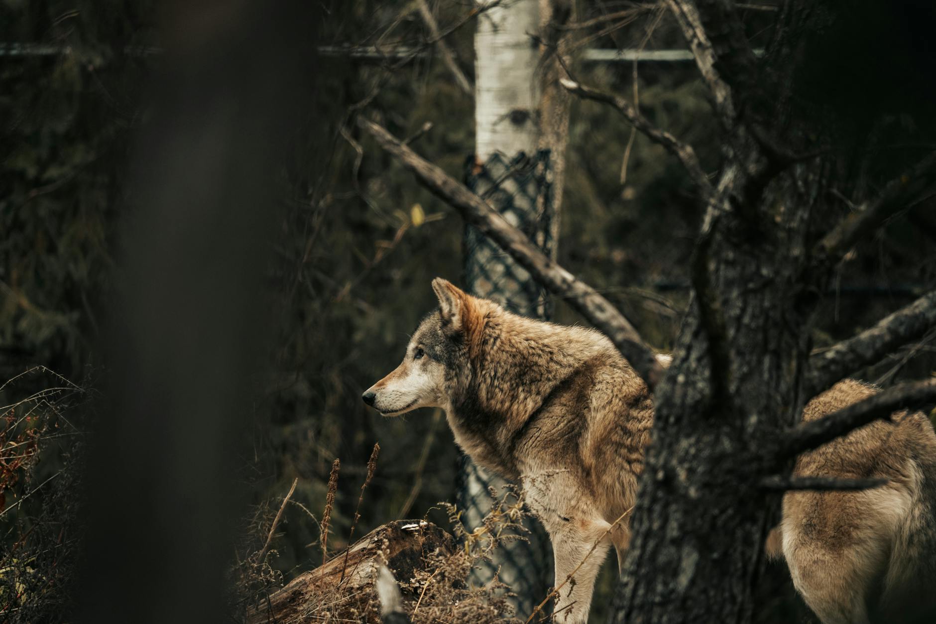 Wolf voor het eerst gezien in Zuid-Holland, in Barendrecht