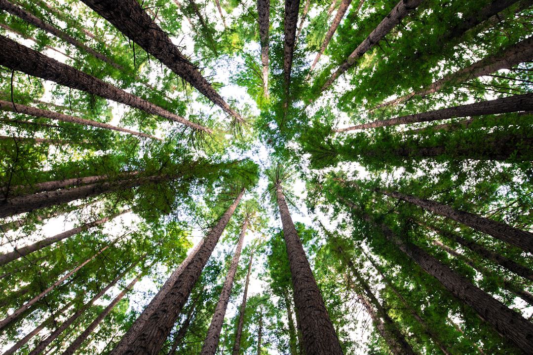 Petitie: red de bomen aan de Weteringstraat