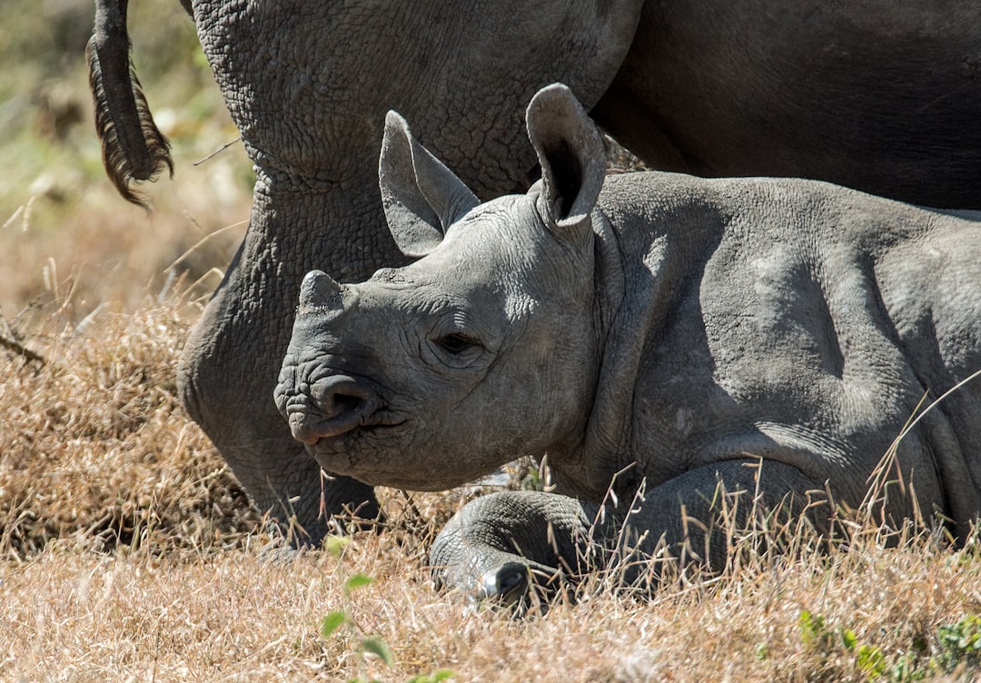 Ernstig bedreigde neushoorn geboren in Safaripark Beekse Bergen
